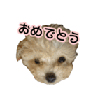 4dogs smiles（個別スタンプ：24）