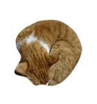 Road cat, his/her name is gyuel-ii.（個別スタンプ：2）