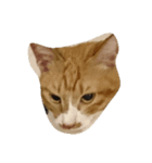 Road cat, his/her name is gyuel-ii.（個別スタンプ：3）