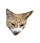 Road cat, his/her name is gyuel-ii.（個別スタンプ：4）