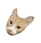 Road cat, his/her name is gyuel-ii.（個別スタンプ：5）