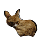 Road cat, his/her name is gyuel-ii.（個別スタンプ：6）