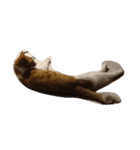 Road cat, his/her name is gyuel-ii.（個別スタンプ：8）