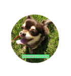 我が家の愛犬、コロちゃんのスタンプです♪（個別スタンプ：2）