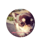 我が家の愛犬、コロちゃんのスタンプです♪（個別スタンプ：3）