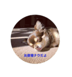 我が家の愛犬、コロちゃんのスタンプです♪（個別スタンプ：4）