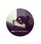 我が家の愛犬、コロちゃんのスタンプです♪（個別スタンプ：5）