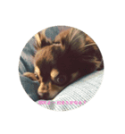我が家の愛犬、コロちゃんのスタンプです♪（個別スタンプ：6）