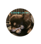 我が家の愛犬、コロちゃんのスタンプです♪（個別スタンプ：7）