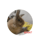 Flynn Rabbit（個別スタンプ：2）
