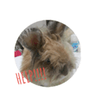 Flynn Rabbit（個別スタンプ：5）