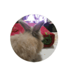 Flynn Rabbit（個別スタンプ：6）