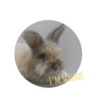 Flynn Rabbit（個別スタンプ：8）