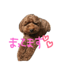わんわん時々赤ちゃん（個別スタンプ：7）