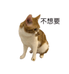 gunacat（個別スタンプ：1）