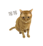 gunacat（個別スタンプ：3）