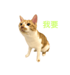 gunacat（個別スタンプ：4）