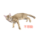 gunacat（個別スタンプ：5）