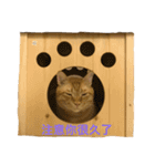 gunacat（個別スタンプ：6）