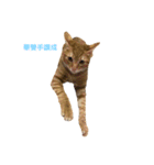 gunacat（個別スタンプ：8）