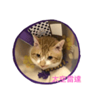 gunacat（個別スタンプ：9）
