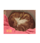 gunacat（個別スタンプ：10）