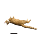 gunacat（個別スタンプ：11）