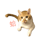 gunacat（個別スタンプ：12）