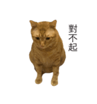 gunacat（個別スタンプ：15）