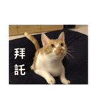 gunacat（個別スタンプ：16）