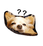 マイペース犬♡ふぅた（個別スタンプ：1）