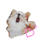マイペース犬♡ふぅた（個別スタンプ：2）