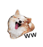 マイペース犬♡ふぅた（個別スタンプ：4）