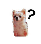 マイペース犬♡ふぅた（個別スタンプ：5）