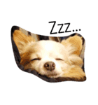 マイペース犬♡ふぅた（個別スタンプ：6）