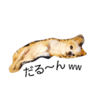 マイペース犬♡ふぅた（個別スタンプ：8）