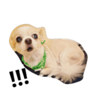 マイペース犬♡ふぅた（個別スタンプ：9）