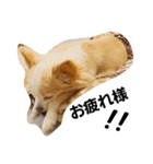 マイペース犬♡ふぅた（個別スタンプ：10）