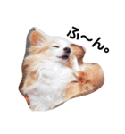 マイペース犬♡ふぅた（個別スタンプ：11）