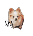 マイペース犬♡ふぅた（個別スタンプ：14）