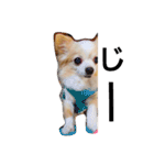 マイペース犬♡ふぅた（個別スタンプ：15）