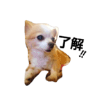マイペース犬♡ふぅた（個別スタンプ：16）