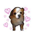 マイペース犬♡ふぅた（個別スタンプ：17）