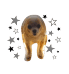 マイペース犬♡ふぅた（個別スタンプ：18）