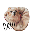 マイペース犬♡ふぅた（個別スタンプ：19）