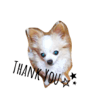 マイペース犬♡ふぅた（個別スタンプ：20）