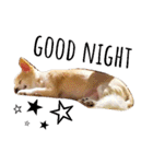 マイペース犬♡ふぅた（個別スタンプ：21）