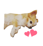 マイペース犬♡ふぅた（個別スタンプ：22）
