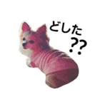 マイペース犬♡ふぅた（個別スタンプ：23）