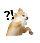 マイペース犬♡ふぅた（個別スタンプ：24）